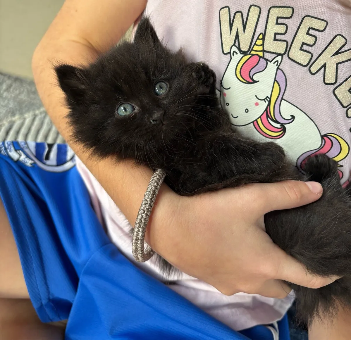 Stunning kittens *can be delivered* - Image 3