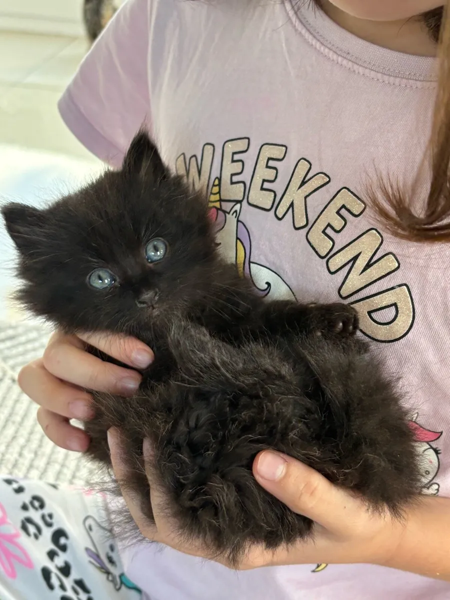 Stunning kittens *can be delivered* - Image 4