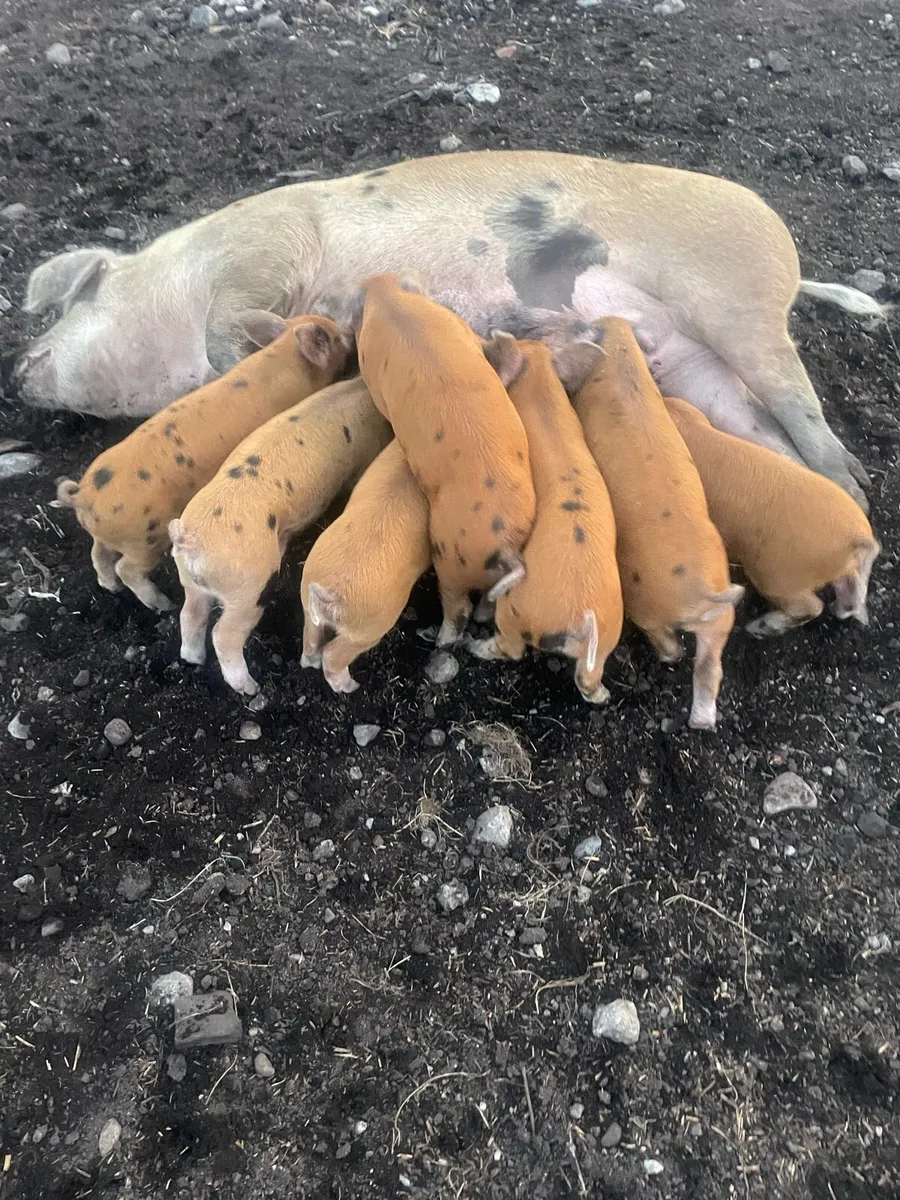 Sow & 7 piglets - Image 1