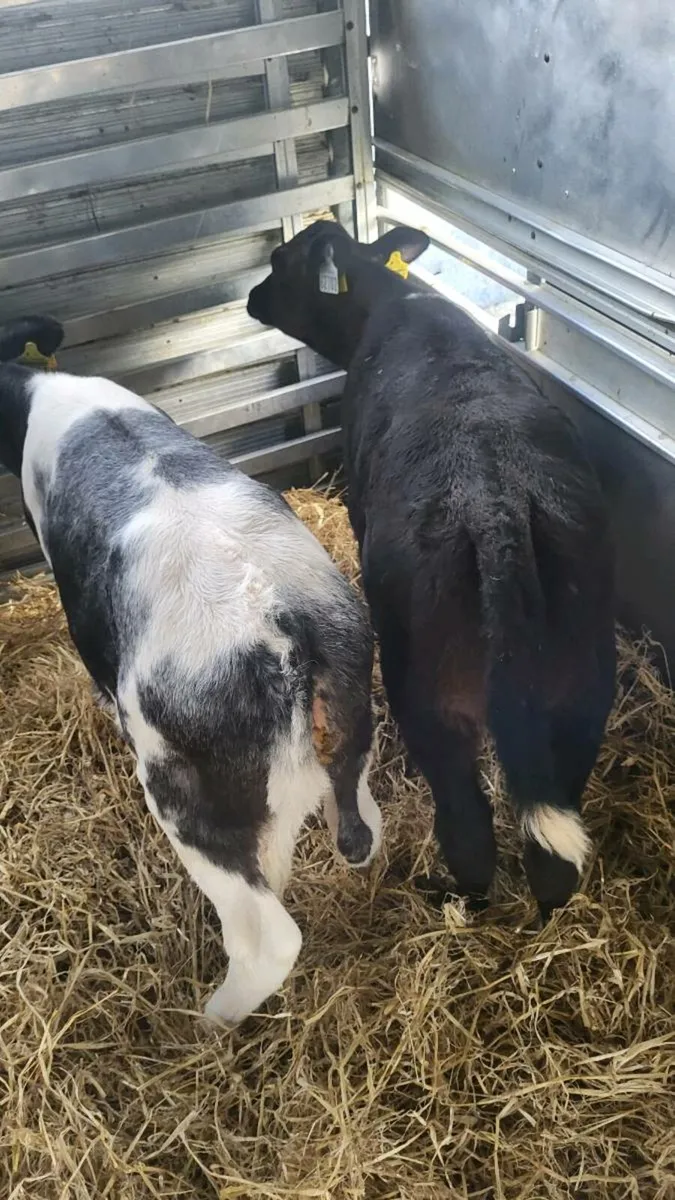 2 x BB calves today carnew - Image 1