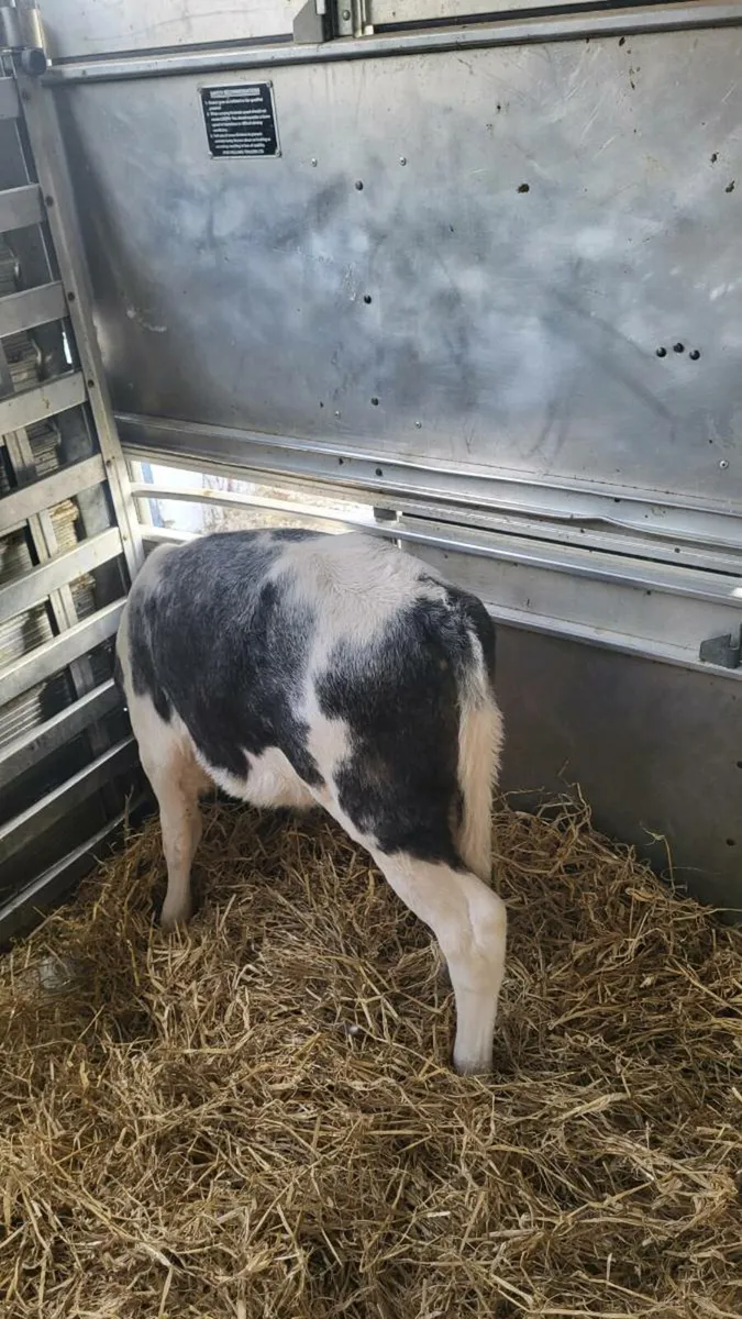 2 x BB calves today carnew - Image 2