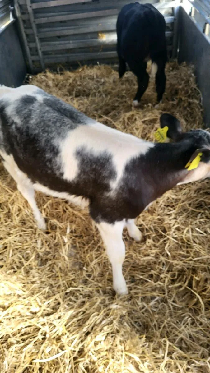 2 x BB calves today carnew - Image 3