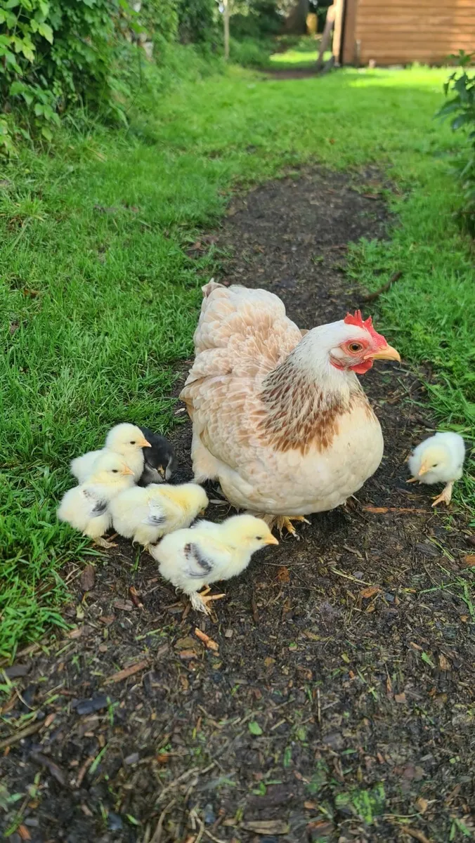 Pekin Chicks - Image 2