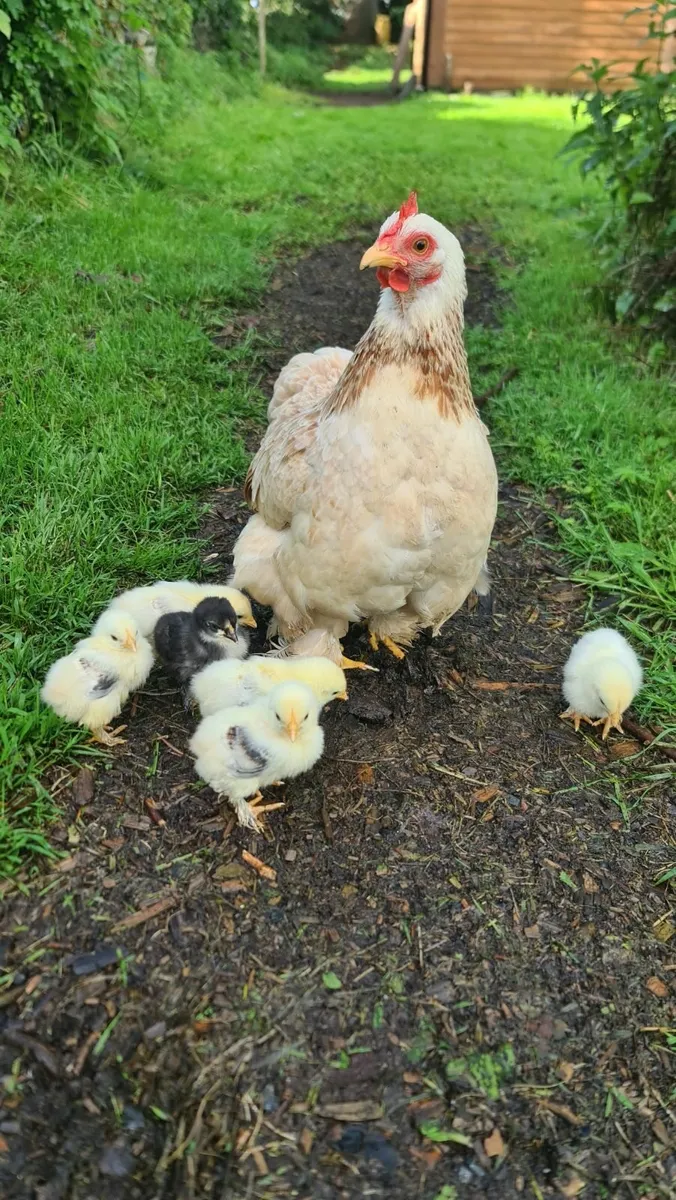 Pekin Chicks - Image 1