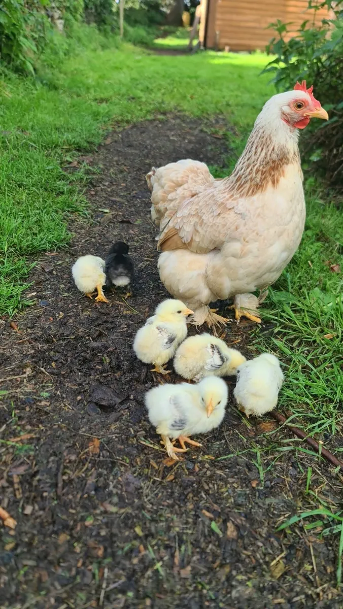 Pekin Chicks - Image 3