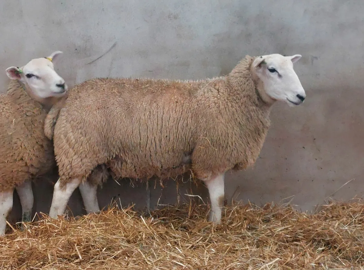 Lleyn Ram Lambs - Image 1