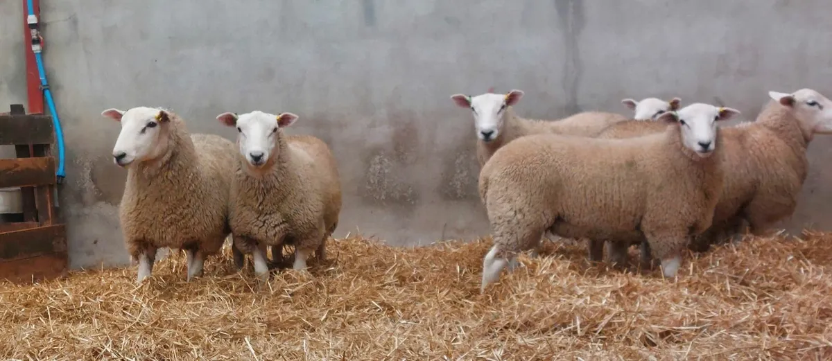 Lleyn Ram Lambs - Image 2