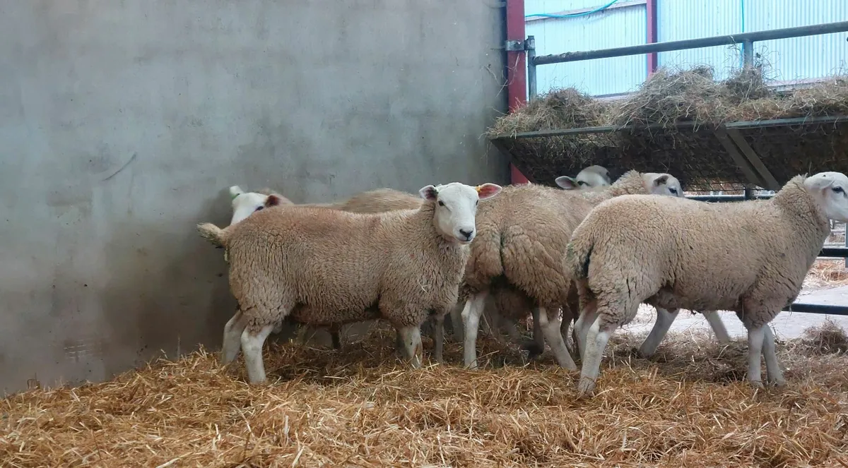 Lleyn Ram Lambs - Image 3