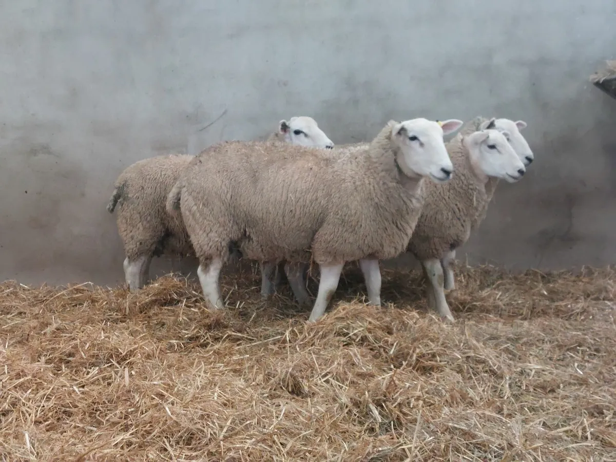 Lleyn Ram Lambs - Image 4