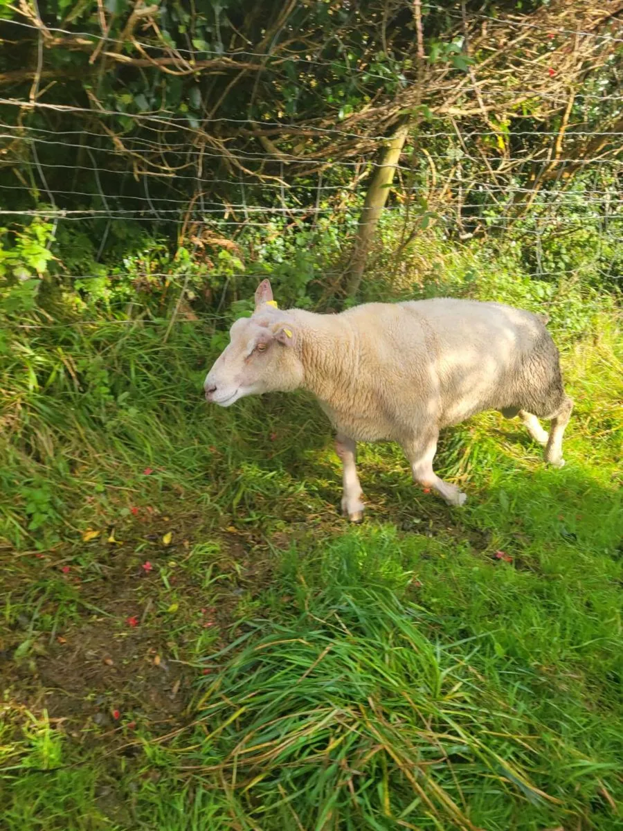Charollais ram - Image 1