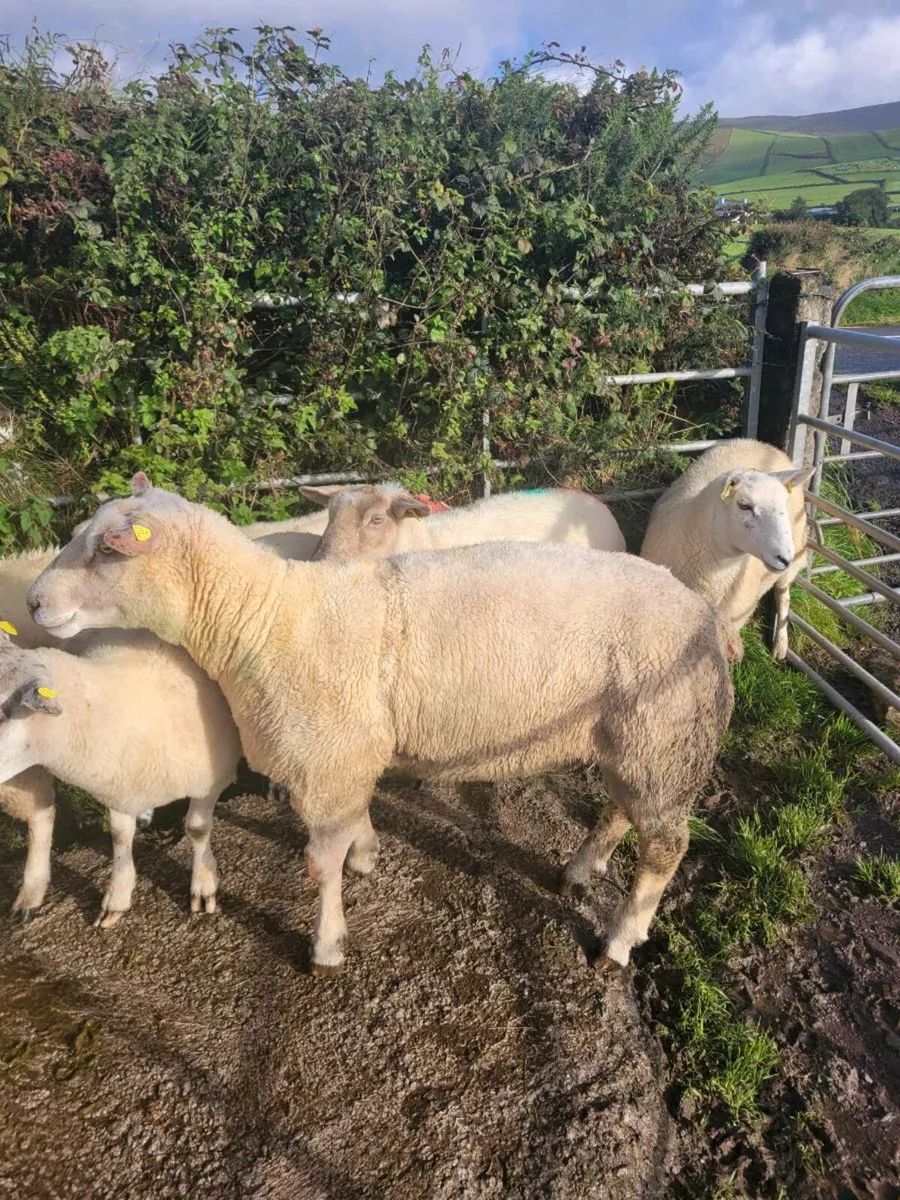 Charollais ram - Image 2