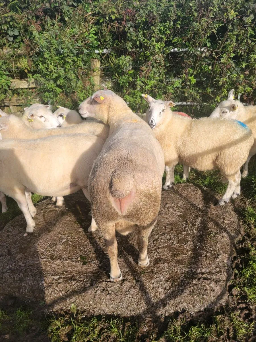 Charollais ram - Image 3