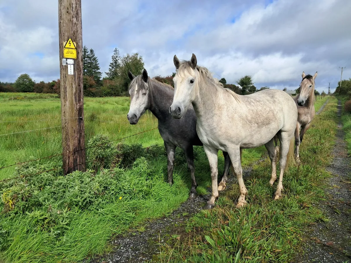 2 number connemara irish draft cross - Image 1