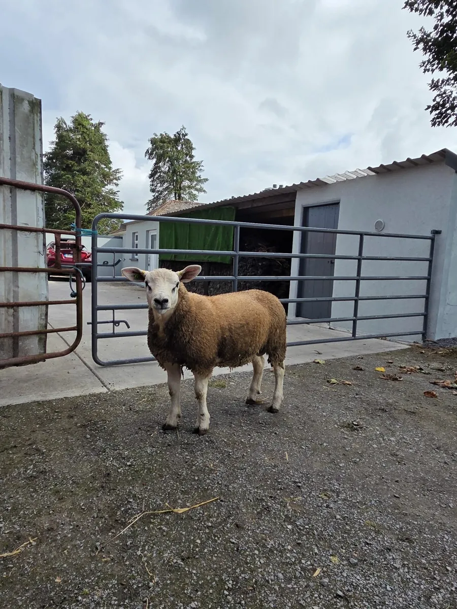 SIS Texel Ram Lamb - Image 2