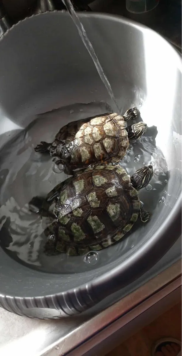 Turtles for Free - Image 1