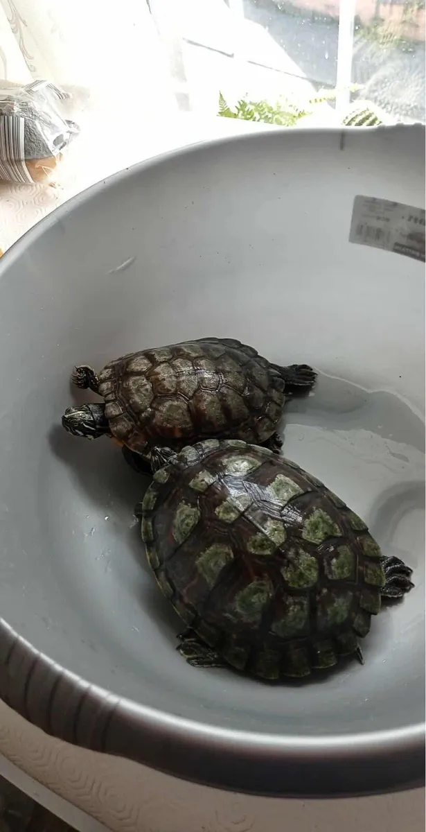 Turtles for Free - Image 2