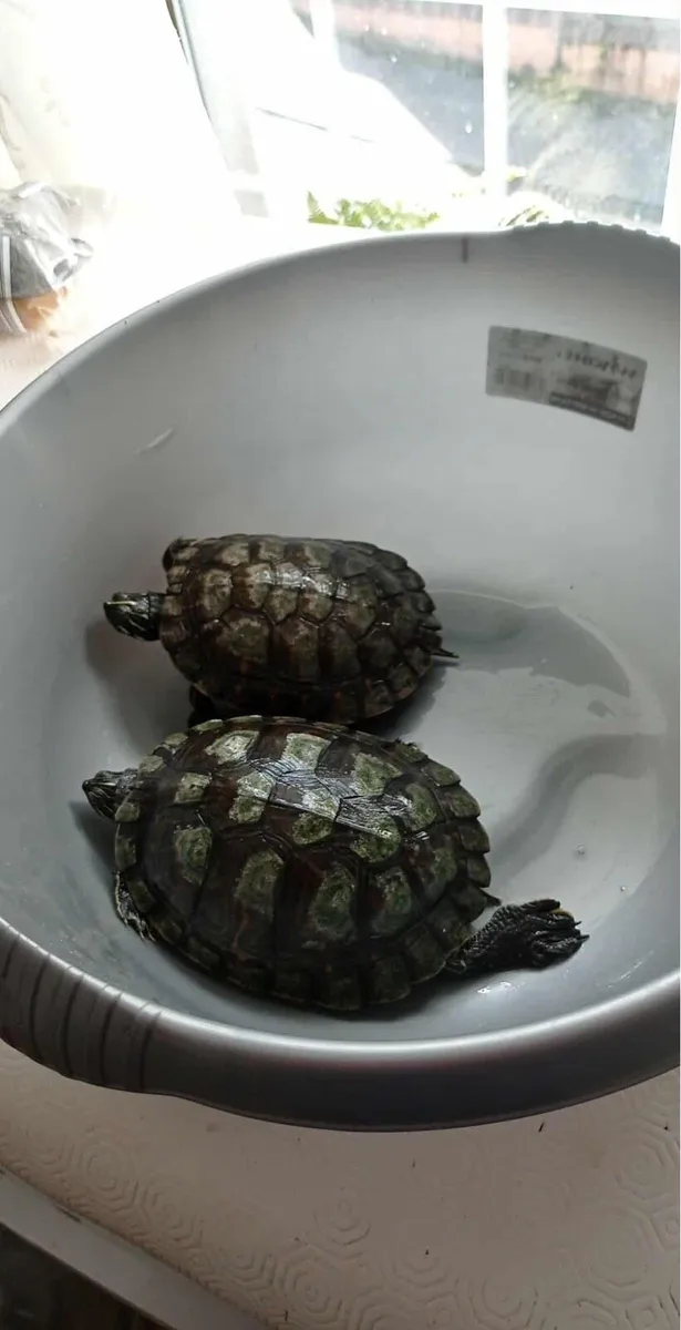 Turtles for Free - Image 3