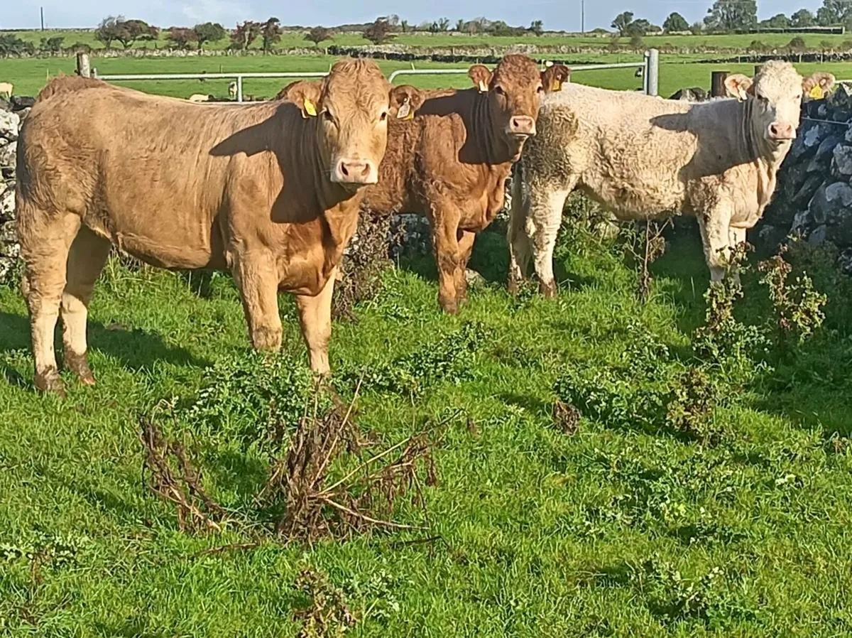 Heifers - Image 1