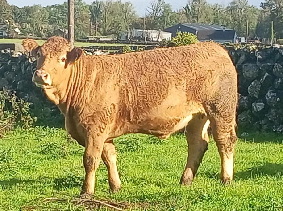 Heifers - Image 2