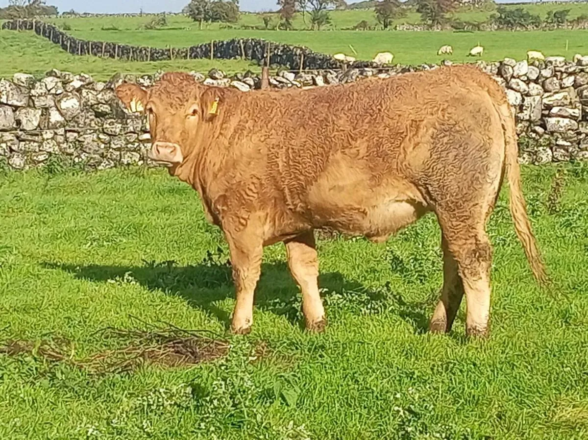 Heifers - Image 3