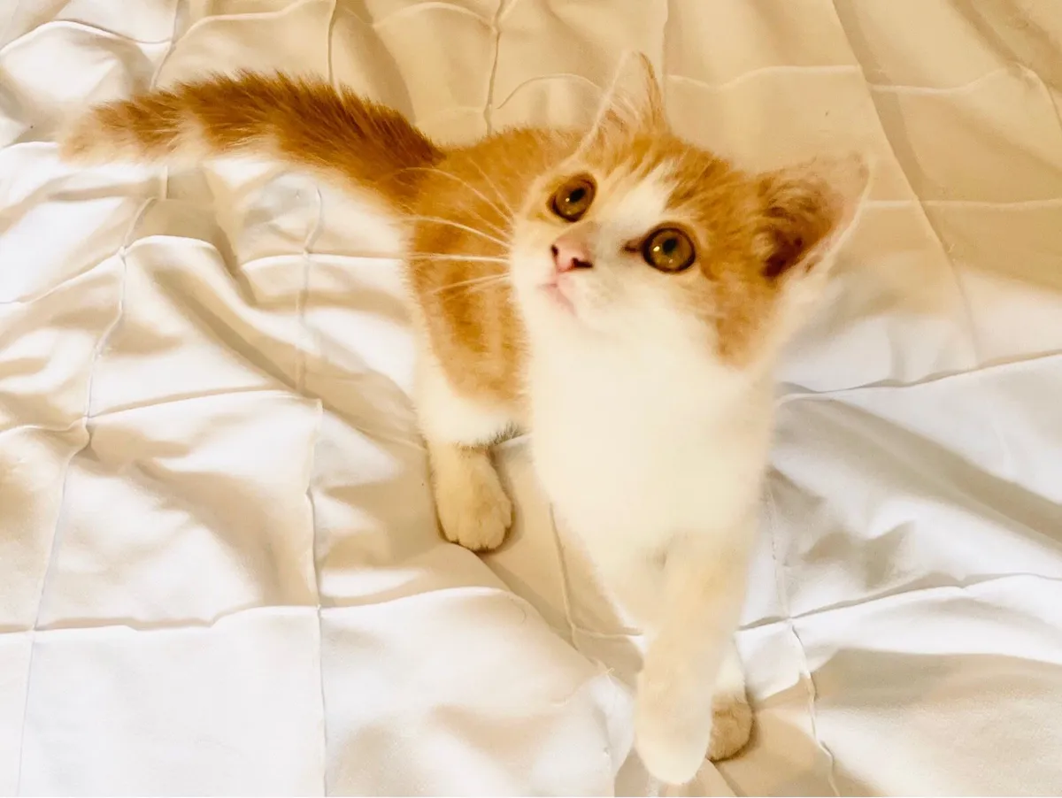 Persian x kittens - Image 2