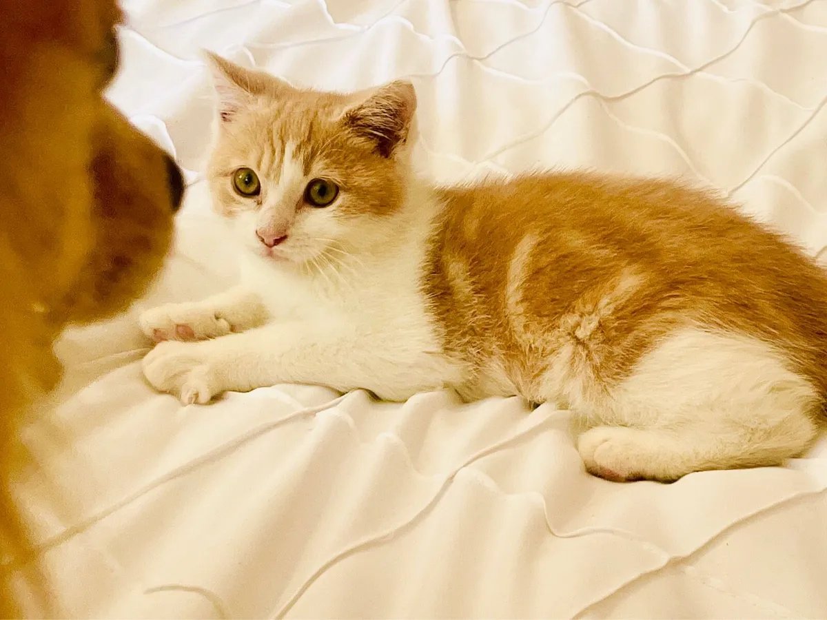 Persian x kittens - Image 3