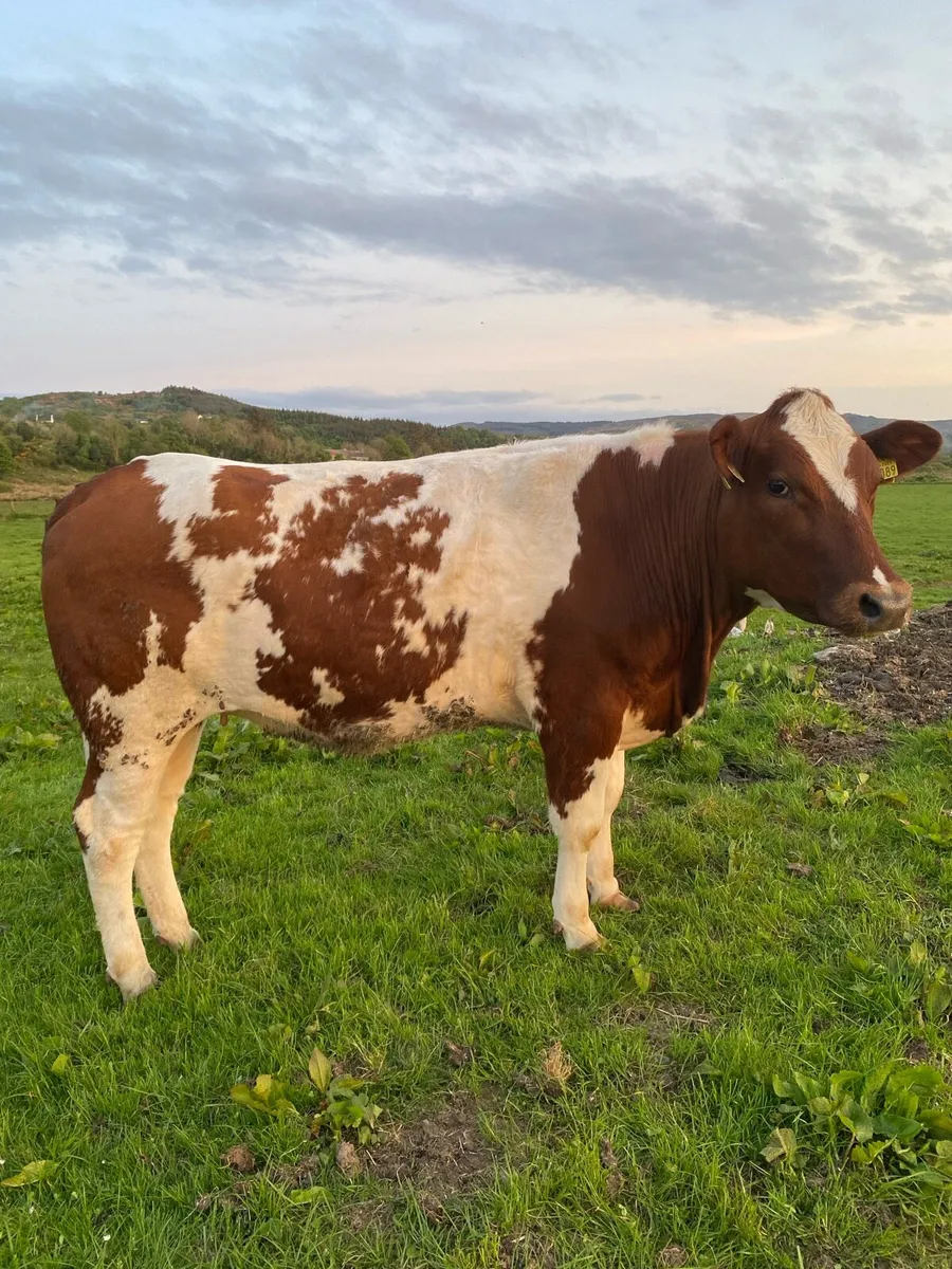 Springing Heifer - Image 1
