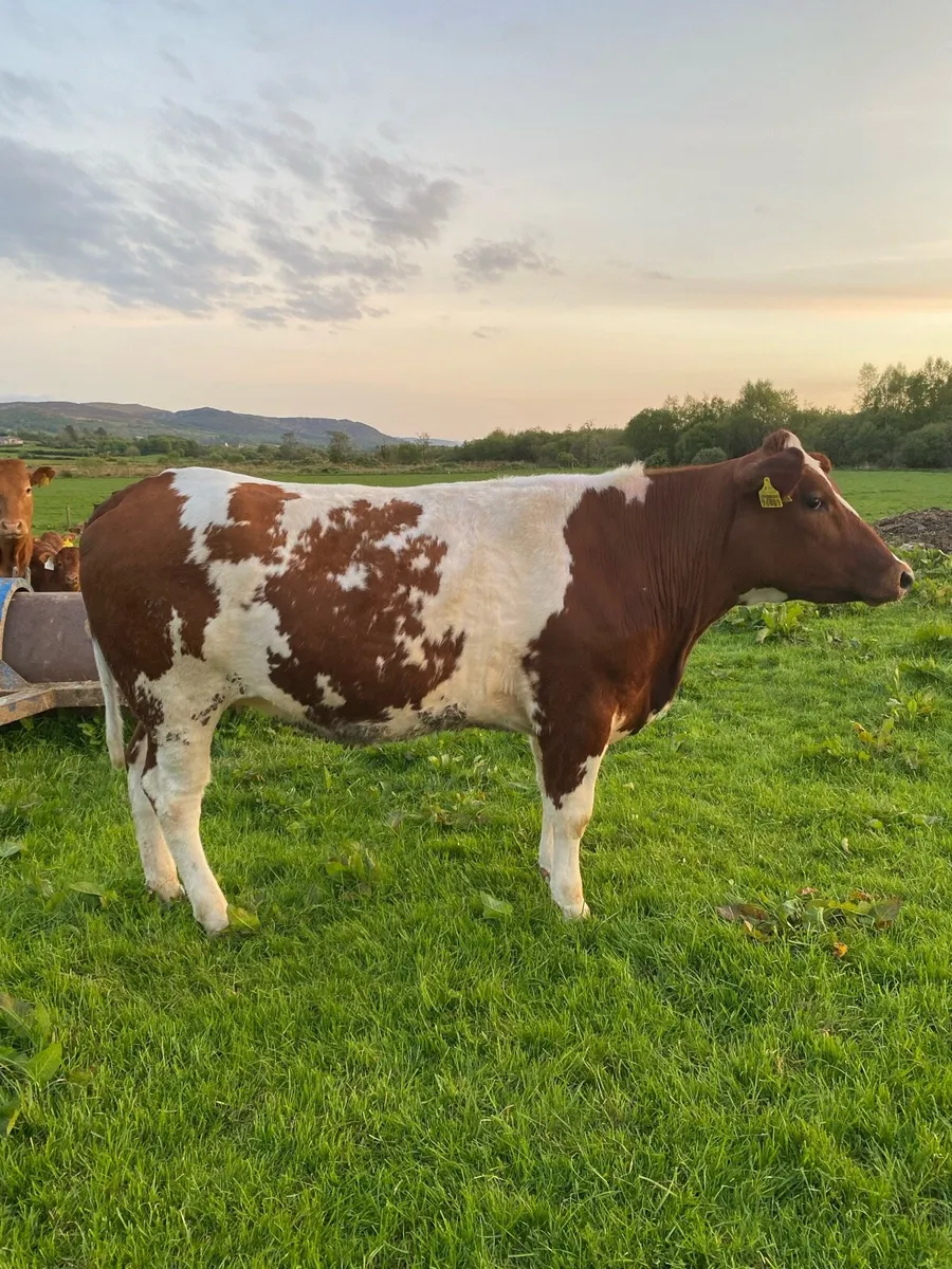 Springing Heifer - Image 2