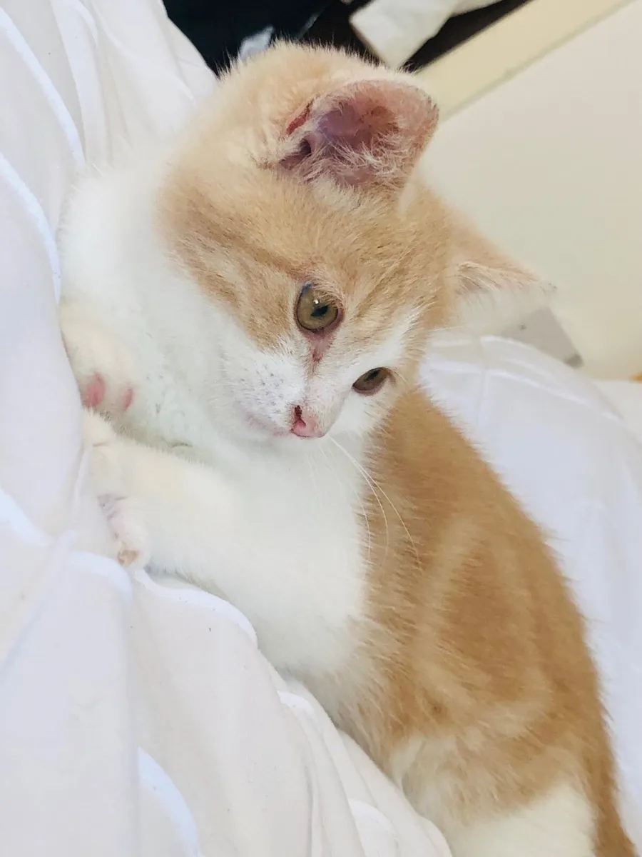 Persian x kittens - Image 4