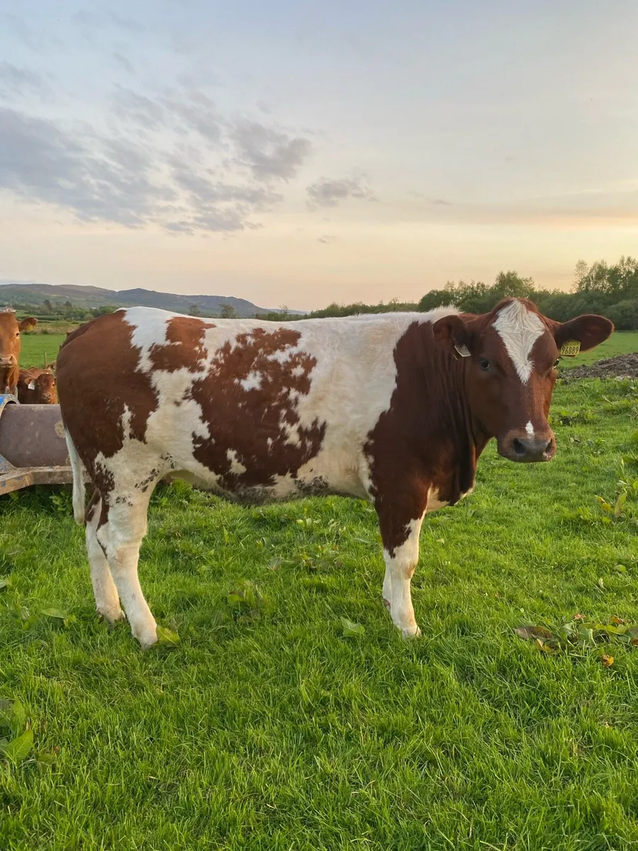 Springing Heifer - Image 3