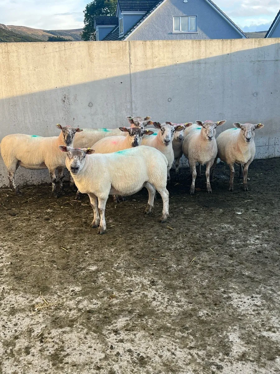 6 Hoggets - Image 1