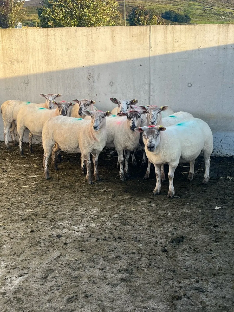 6 Hoggets - Image 2