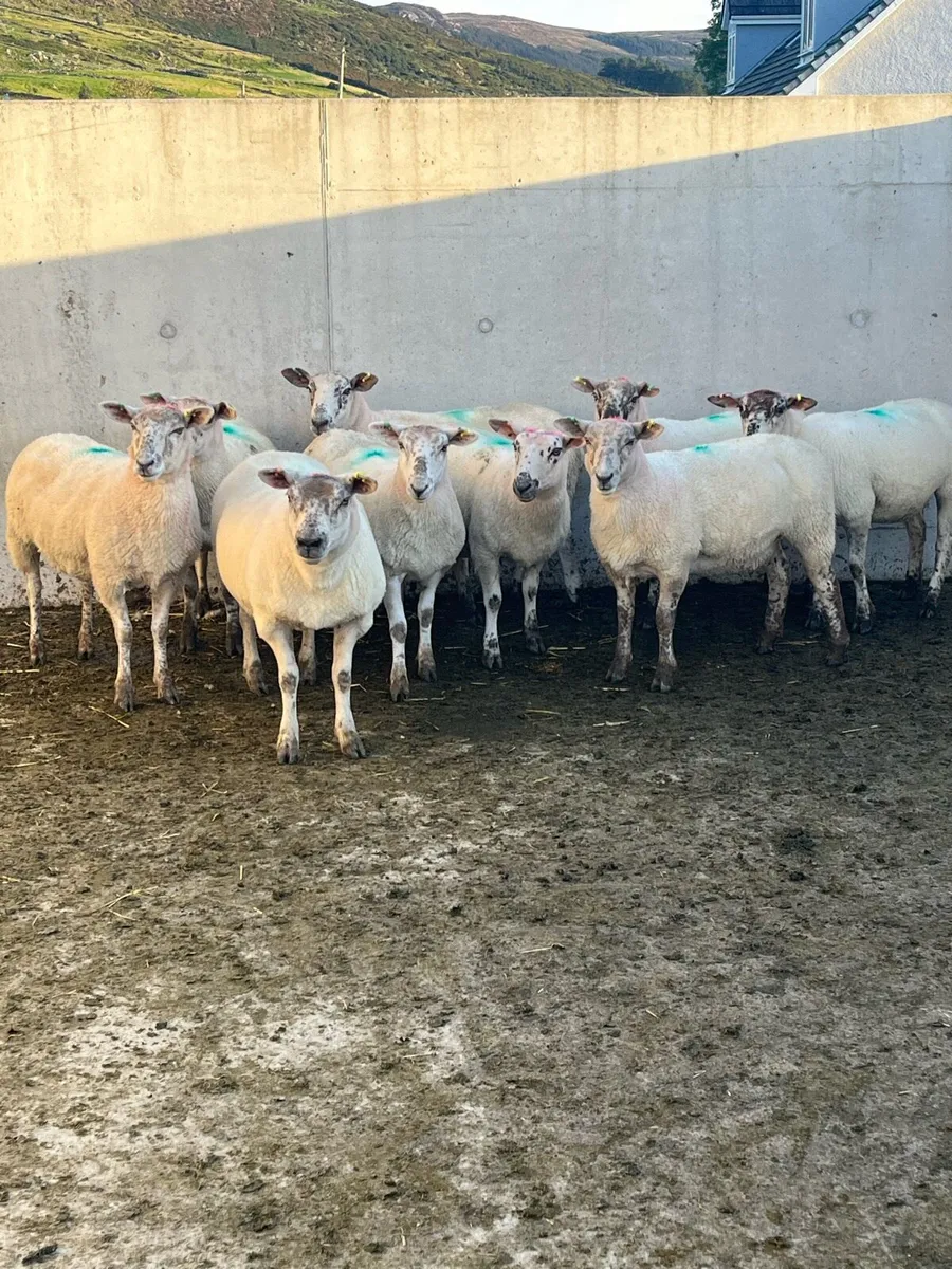 6 Hoggets - Image 3