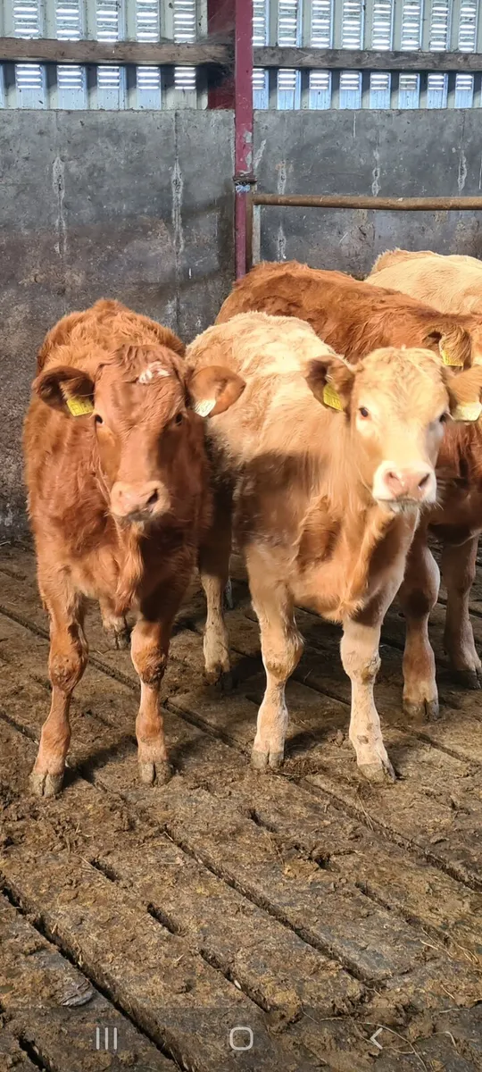 Two weinling heifers - Image 1