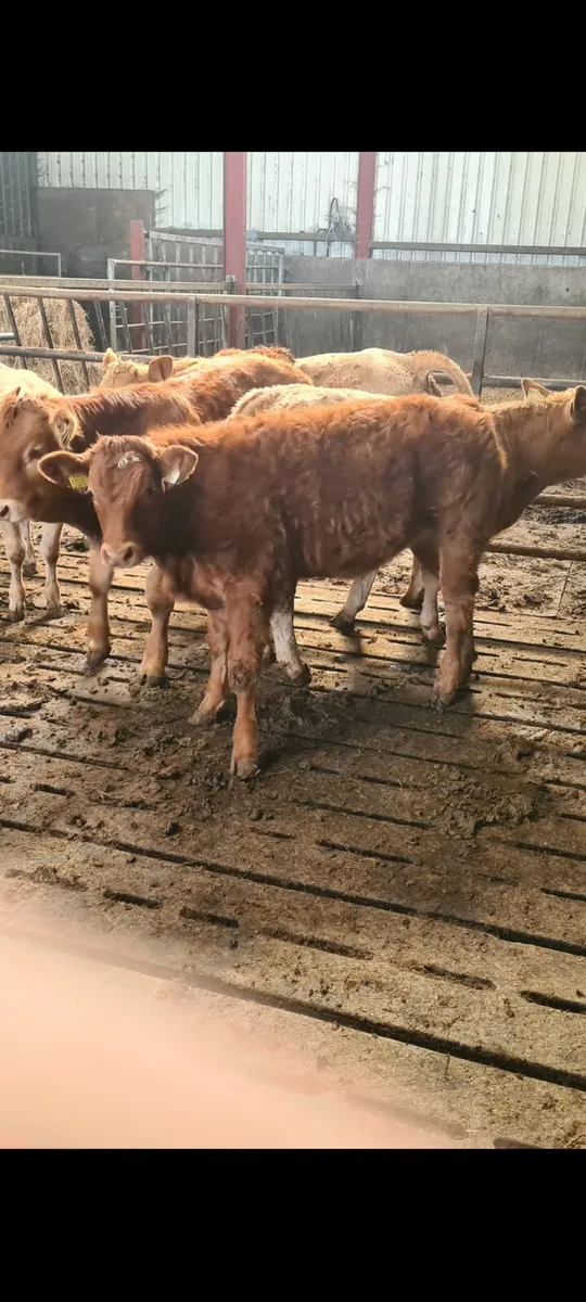 Two weinling heifers - Image 2