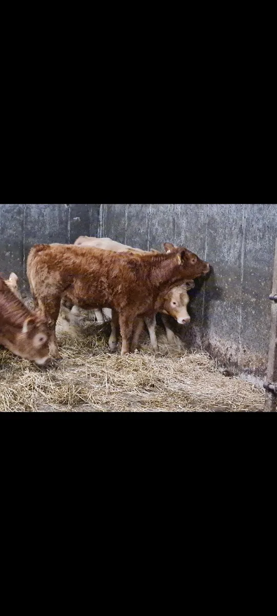 Two weinling heifers - Image 4