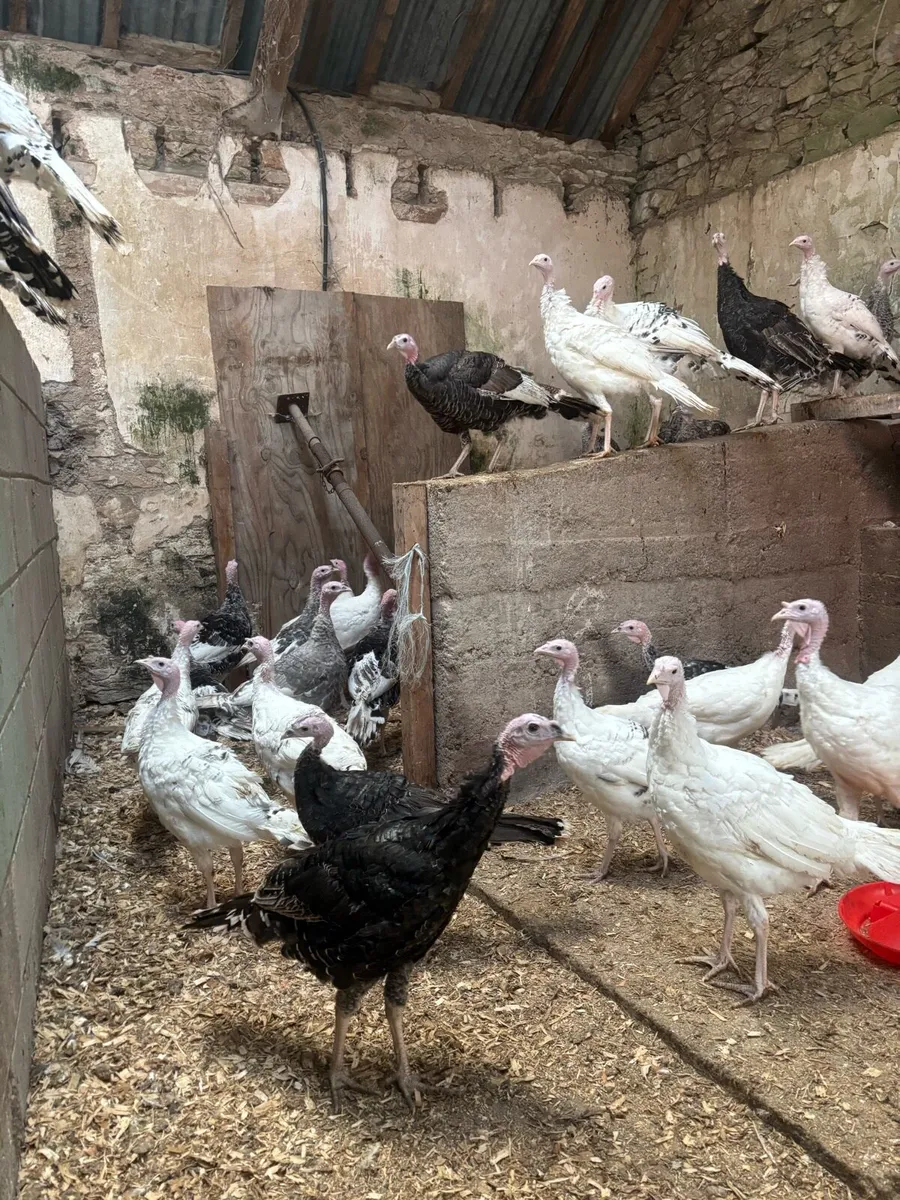 Turkeys - Image 1