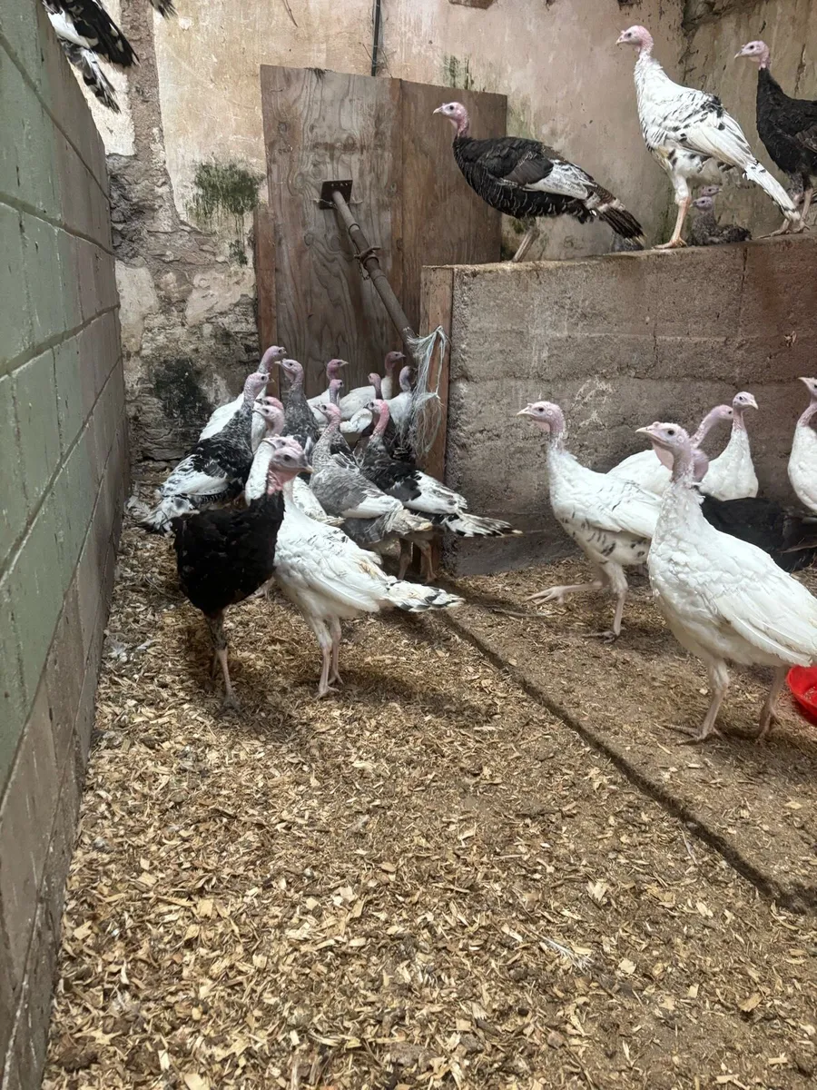 Turkeys - Image 2