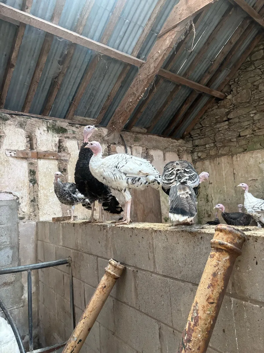 Turkeys - Image 3