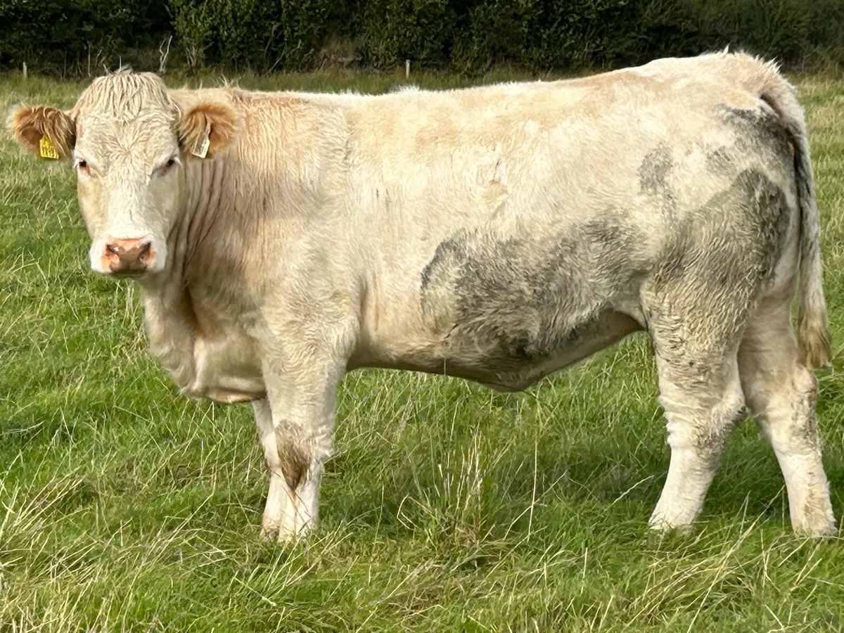 5 super charlois incalf heifers - Image 3