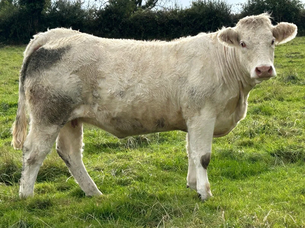 5 super charlois incalf heifers - Image 1