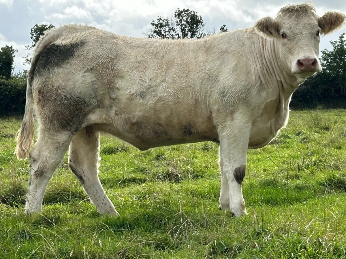 5 super charlois incalf heifers - Image 4