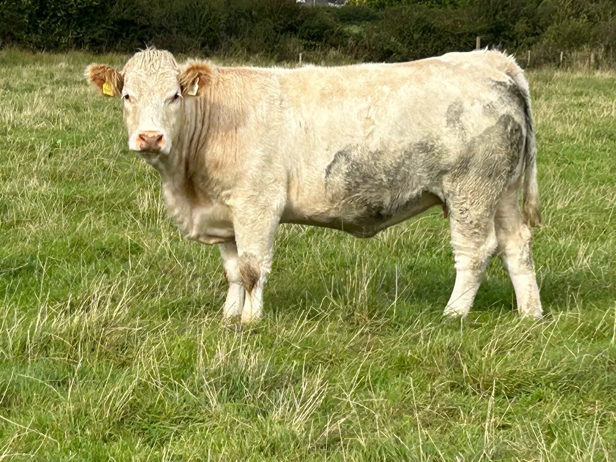 2 super charlois incalf heifers - Image 4
