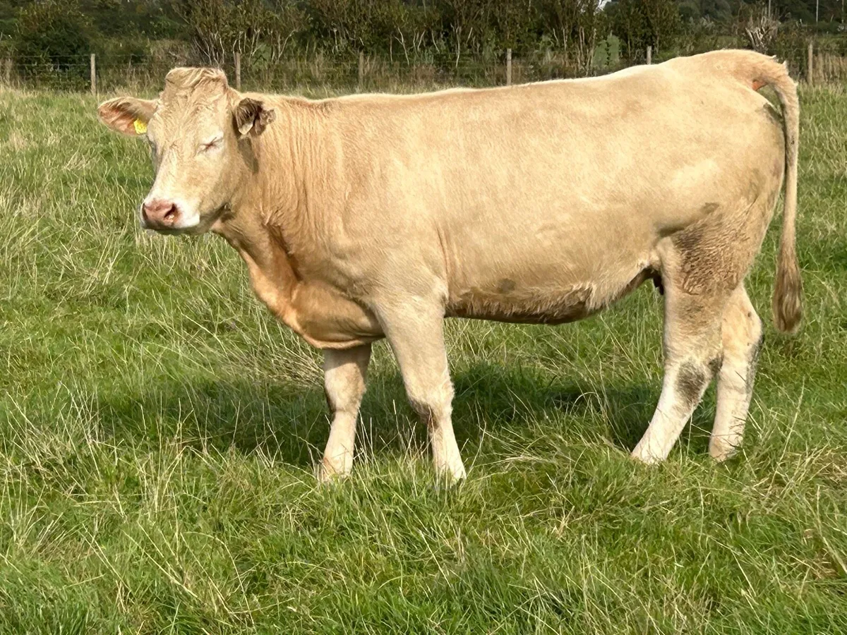 2 super charlois incalf heifers - Image 1