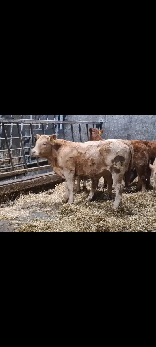 Weinling  bulls - Image 2