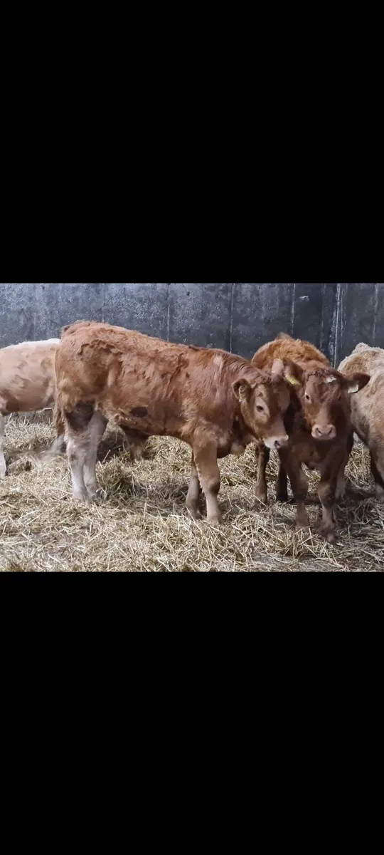 Weinling  bulls - Image 3