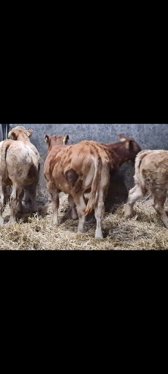 Weinling  bulls - Image 4
