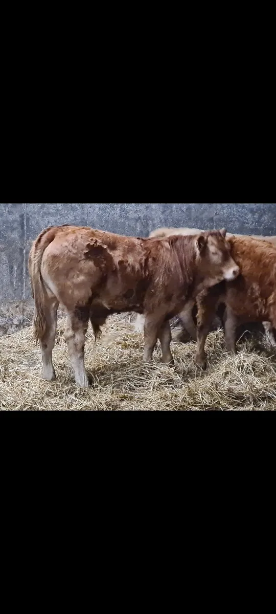 Weinling  bulls - Image 1
