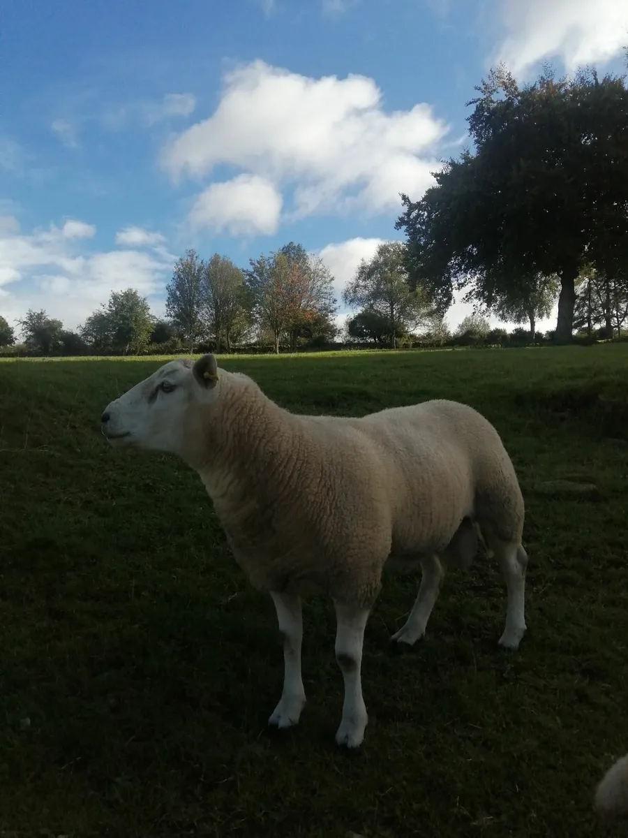 Texel hogget Ram - Image 2