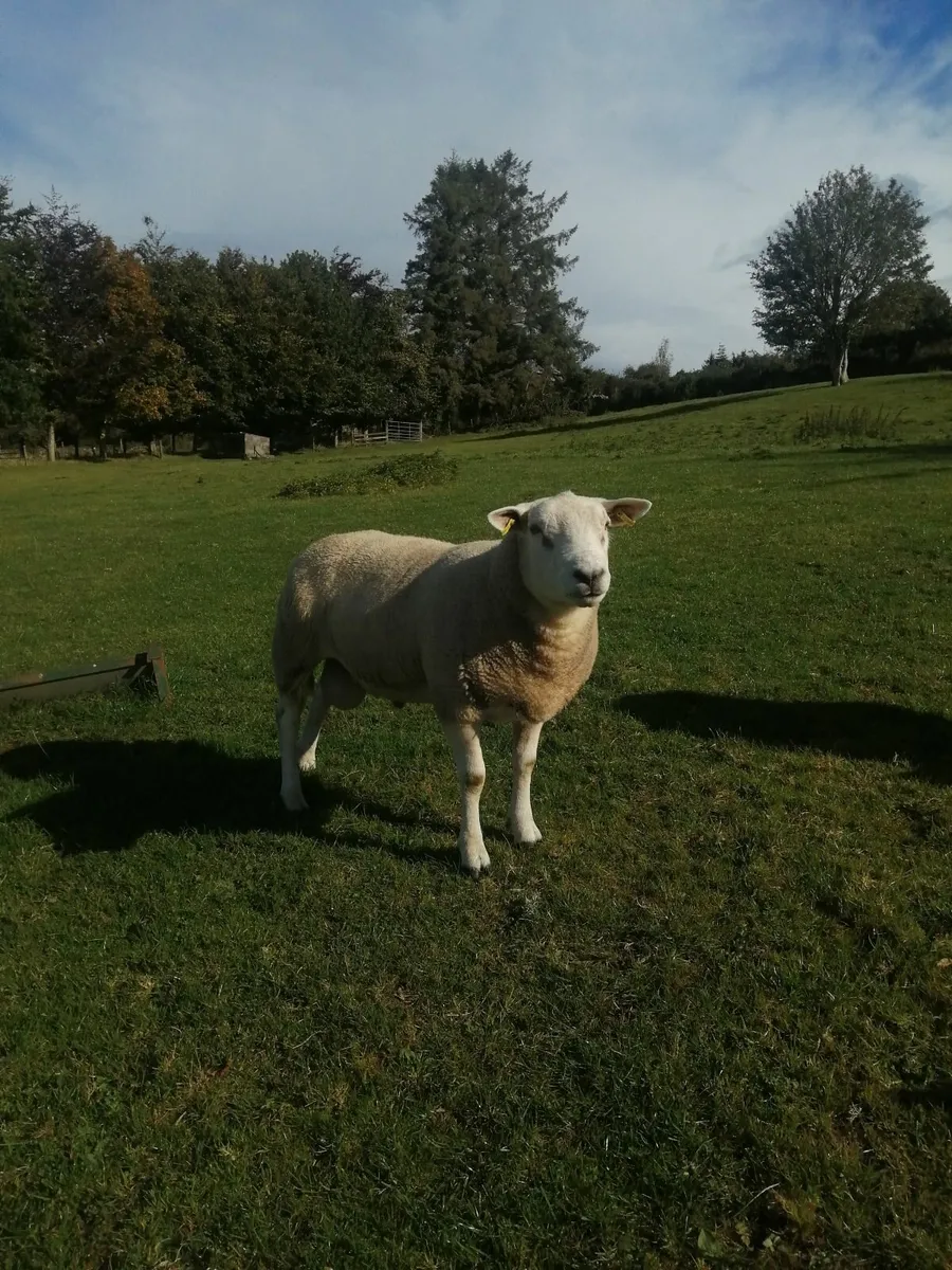 Texel hogget Ram - Image 3
